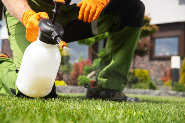 Best Flea Control Services  in New Tazewell, TN