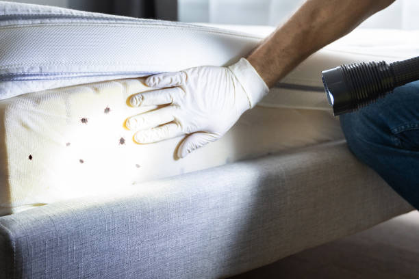 Best Best Pest Control Companies  in New Tazewell, TN