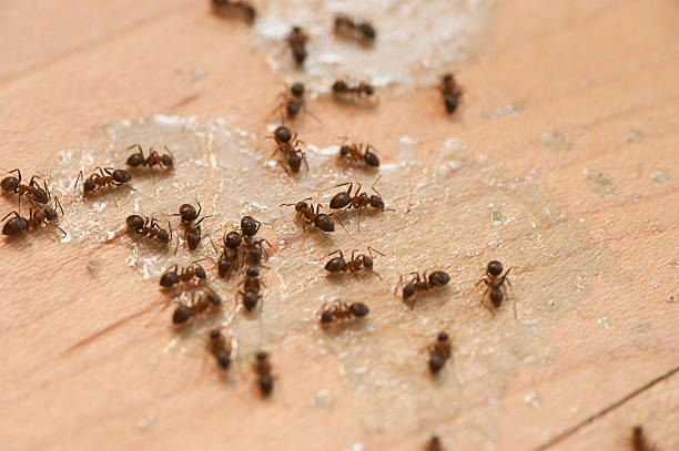 Best Commercial Pest Control Services  in New Tazewell, TN